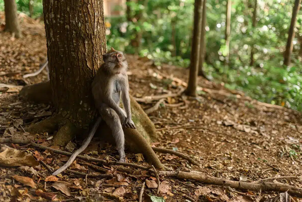 Petit tarsier perché sur une branche dans la forêt
