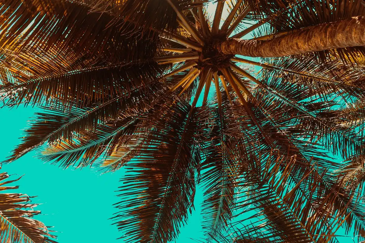 Personne dans un hamac sur une plage tropicale en journée