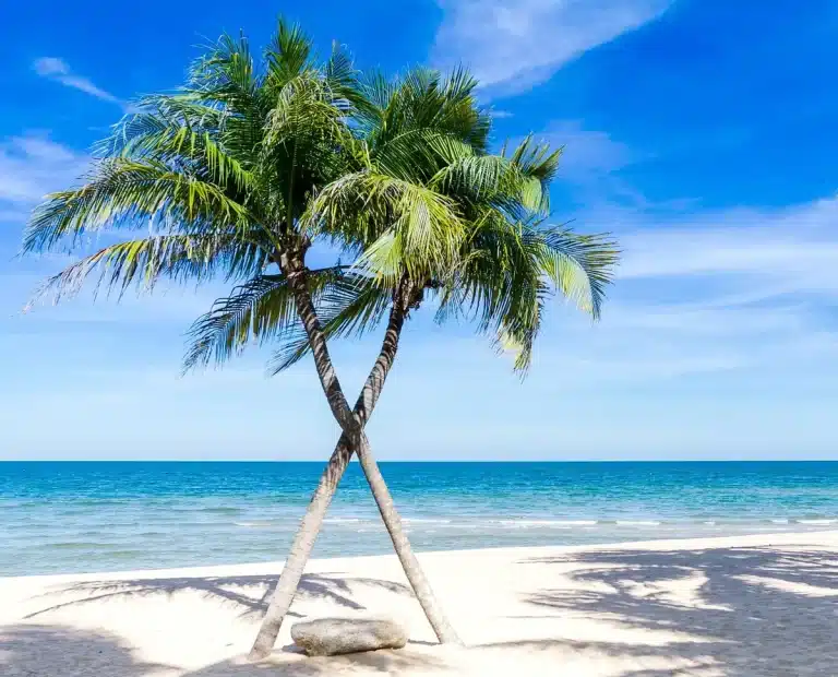 Chemin en bord de plage avec bungalows, palmiers et sacs à dos au soleil