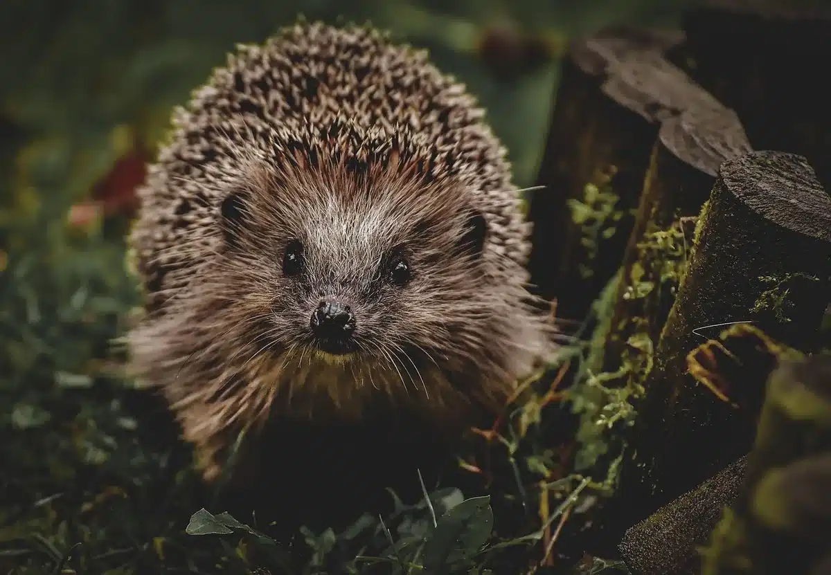 Refuge de hérisson sous un tas de feuilles au pied d'une haie
