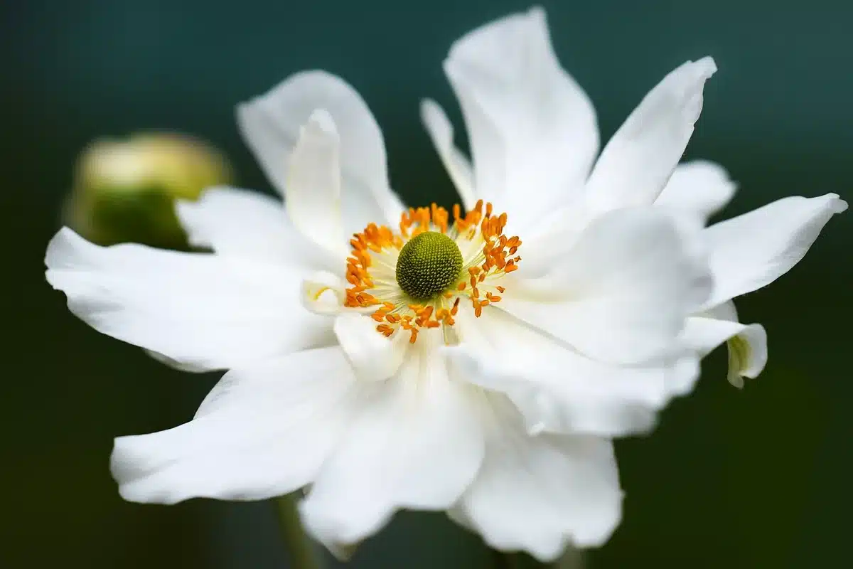 Petit autel domestique propre avec tissu blanc, fleurs et lampe à huile