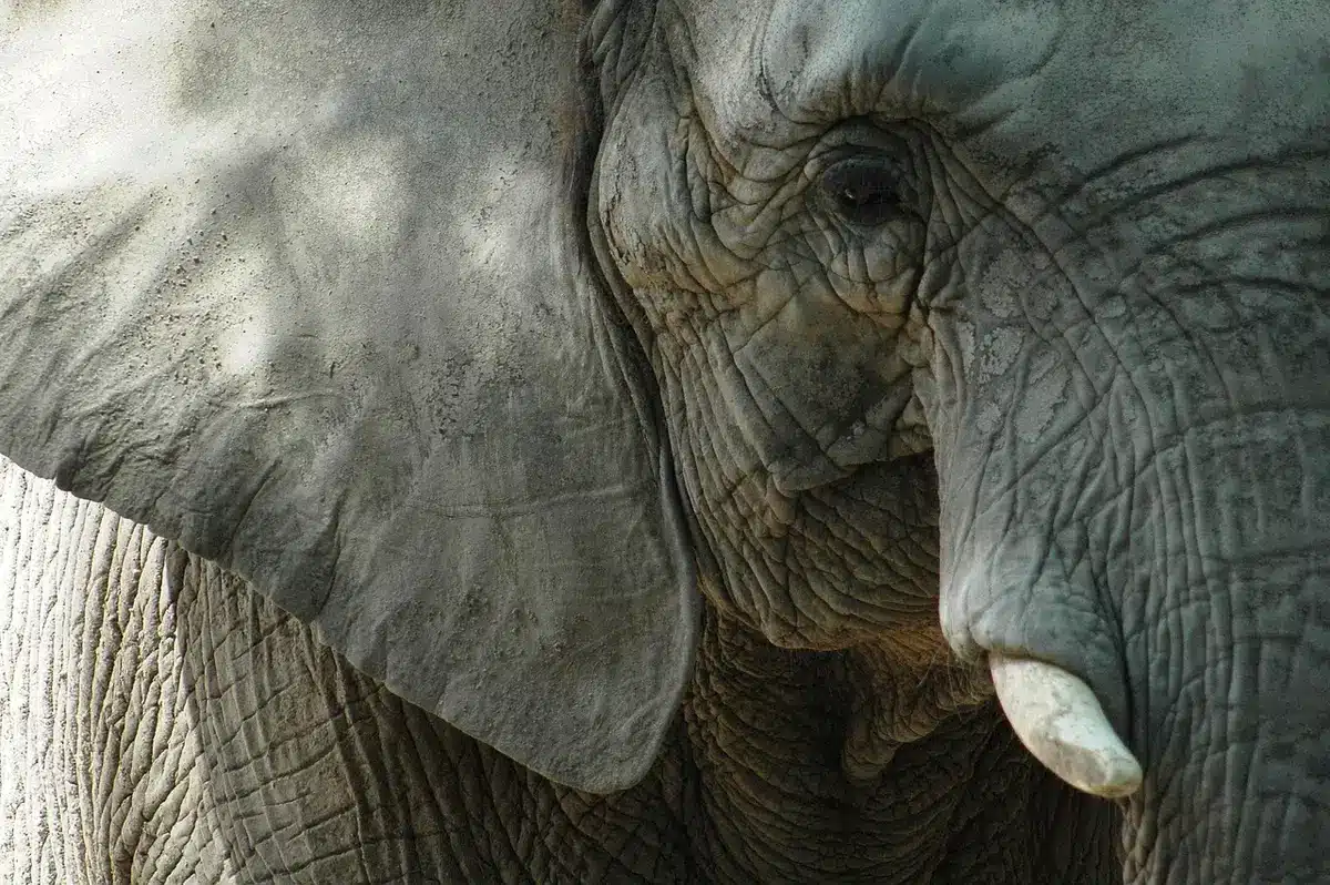 Petite statue d'éléphant et offrandes sur une table en plein jour