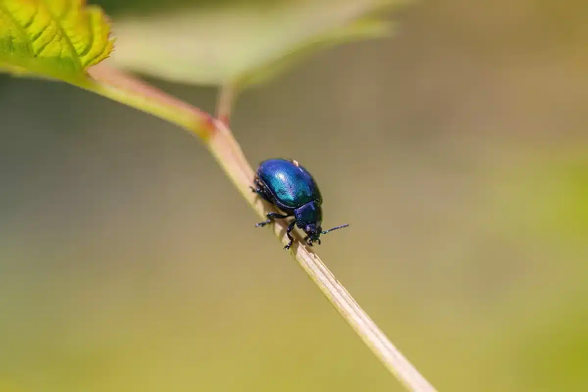 Tas de bois et paillis où se cachent des insectes dans un coin humide