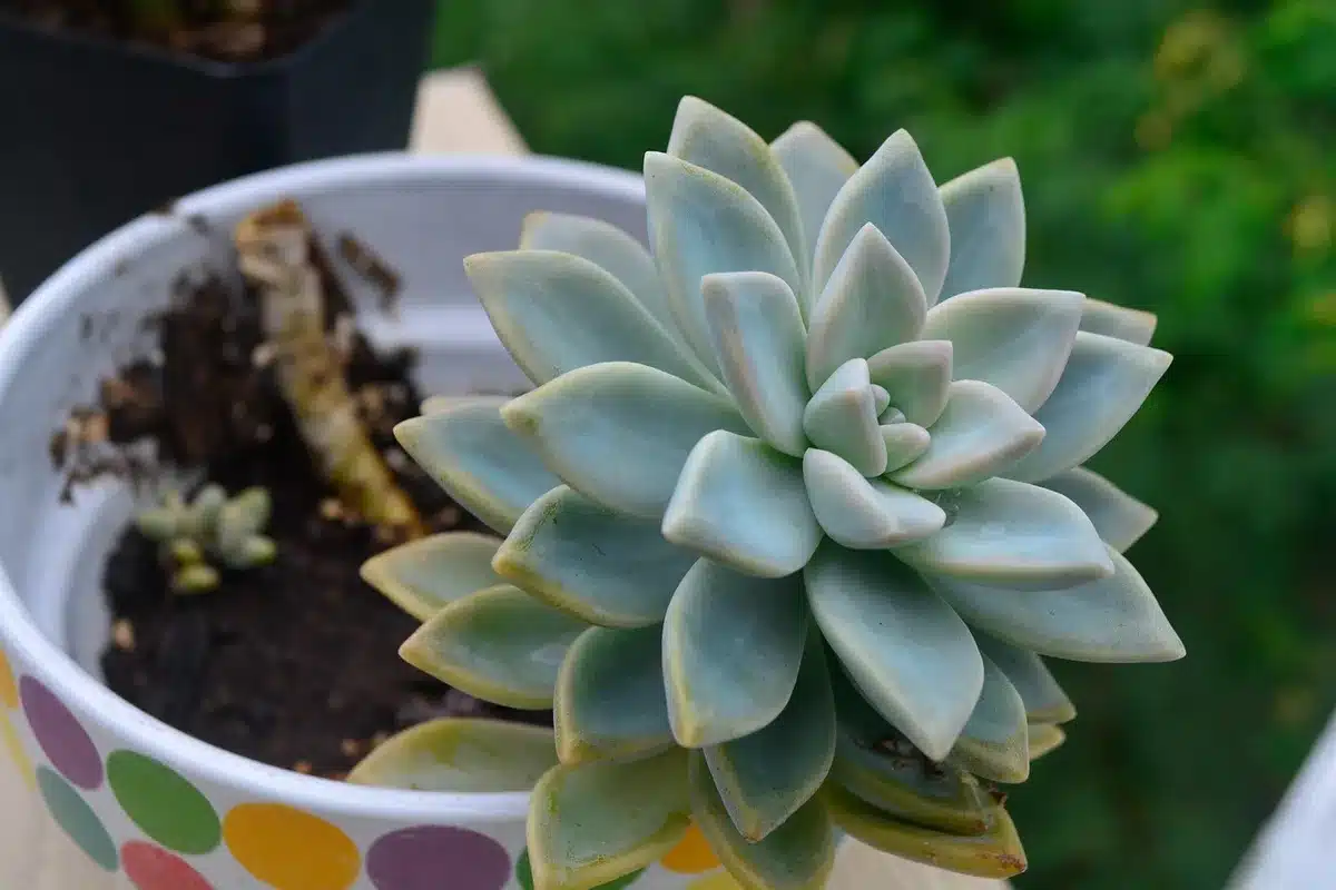 Racines d'une succulente dépassant du pot indiquant le besoin de rempotage