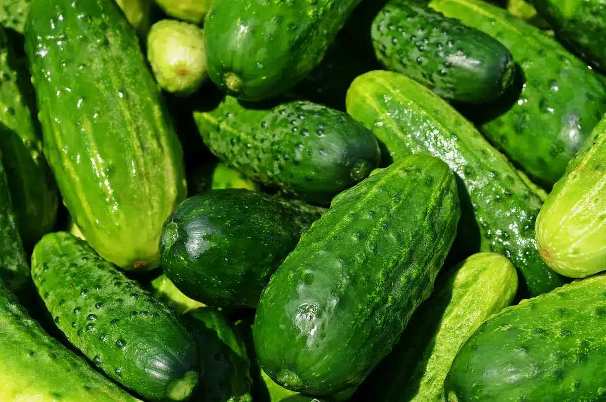 Schéma d'accumulation des polluants le long de la chaîne alimentaire illustré par animaux d'élevage