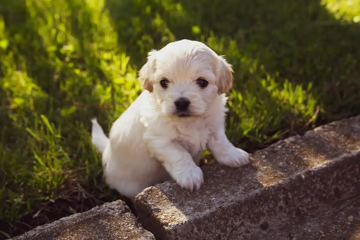 Enfant et chien jouant près d’une haie, sous surveillance d’un adulte