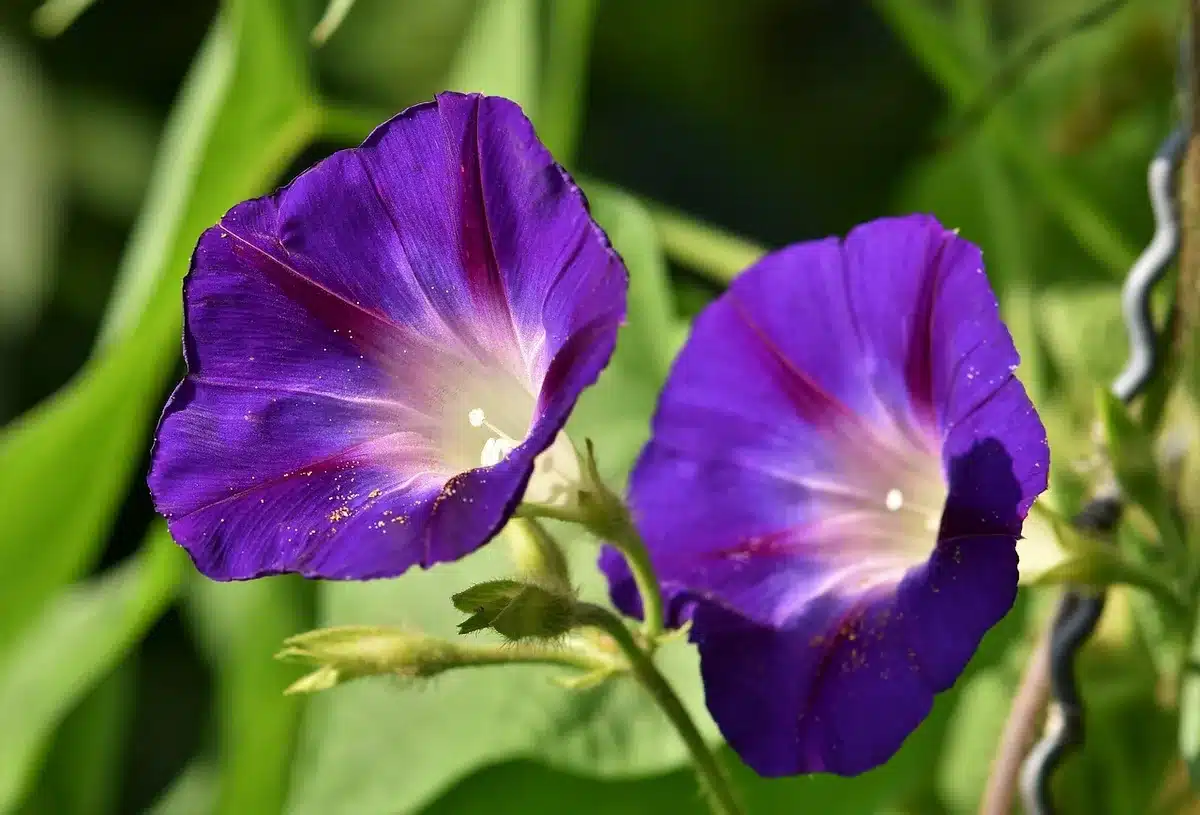 Récolte de thym le matin dans un potager, tiges coupées propres