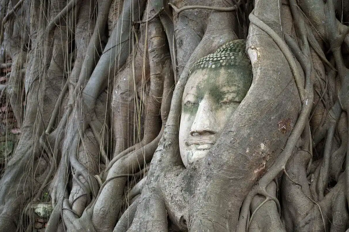 La tête de Bouddha encastrée dans les racines d'un banian à Ayutthaya