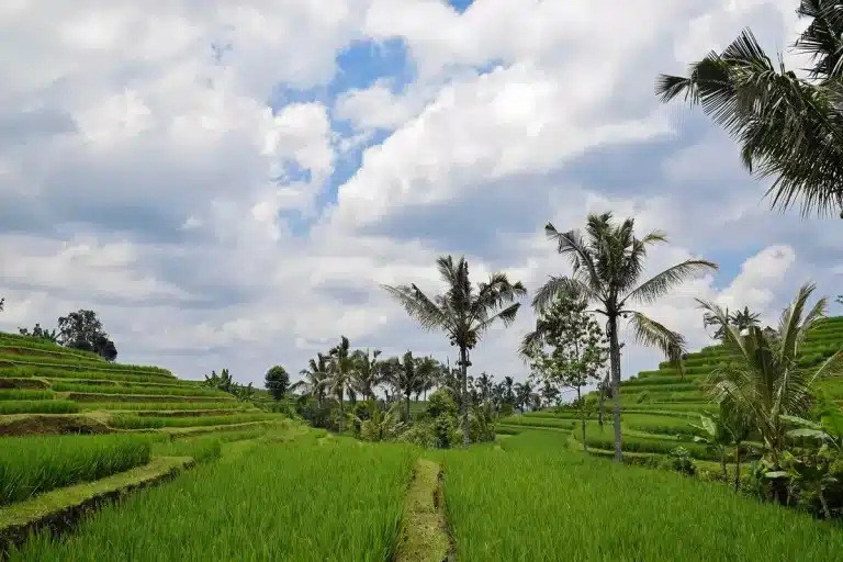 Terrasses de rizières en terrasses à Bali vues de jour avec chemin et visiteurs anonymes